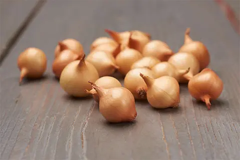 Лук севок